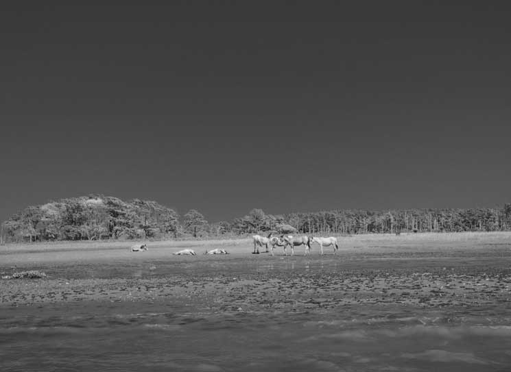 Florence Montmare al Gotland Museum