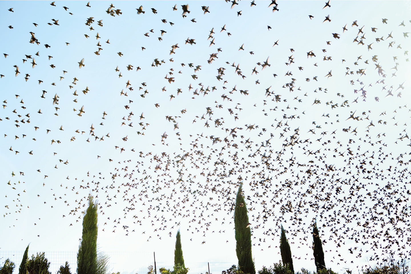 Mistral: The Legendary Wind of Provence