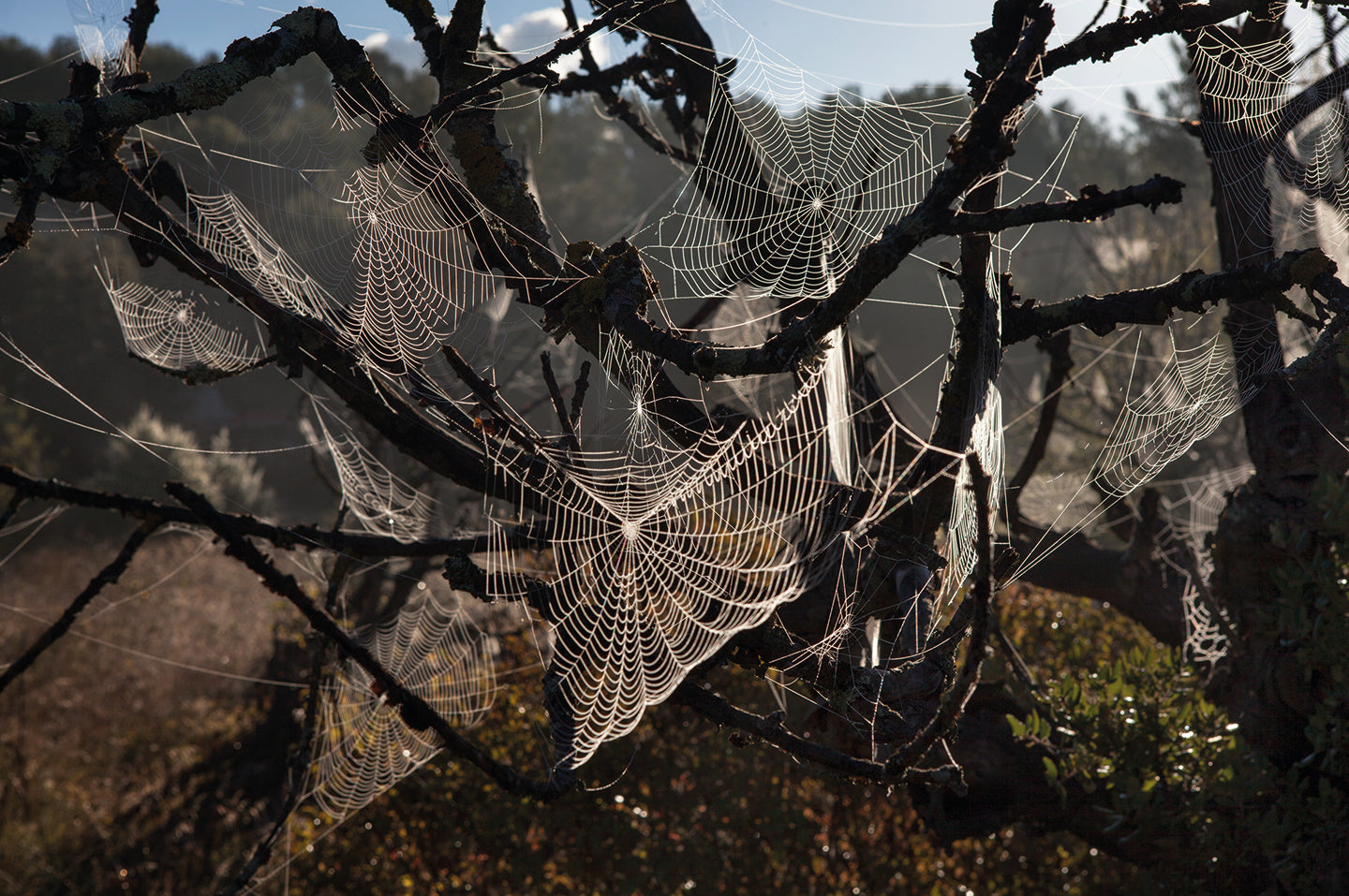 Mistral: The Legendary Wind of Provence