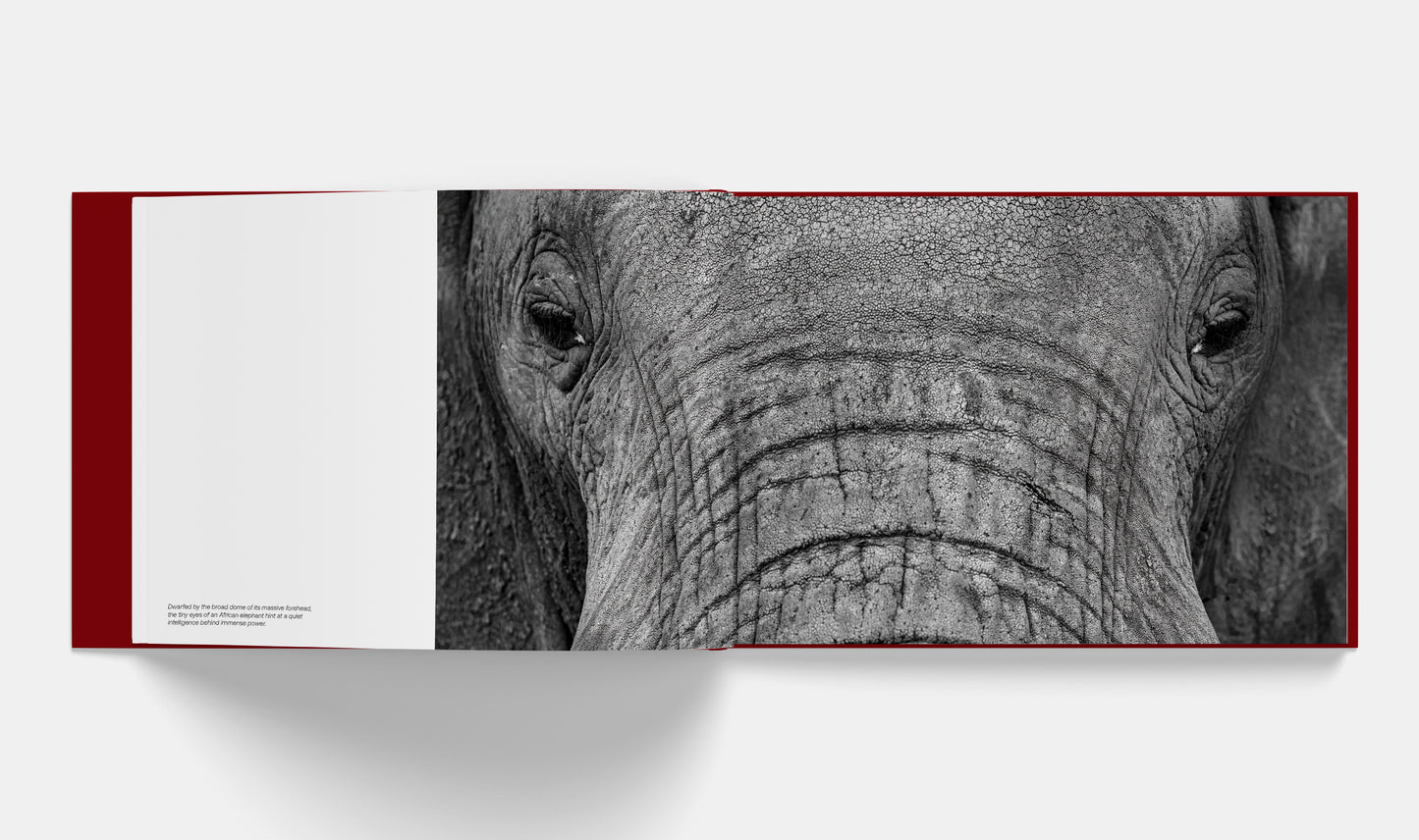 Patterns: Art of the Natural World | Signed copy