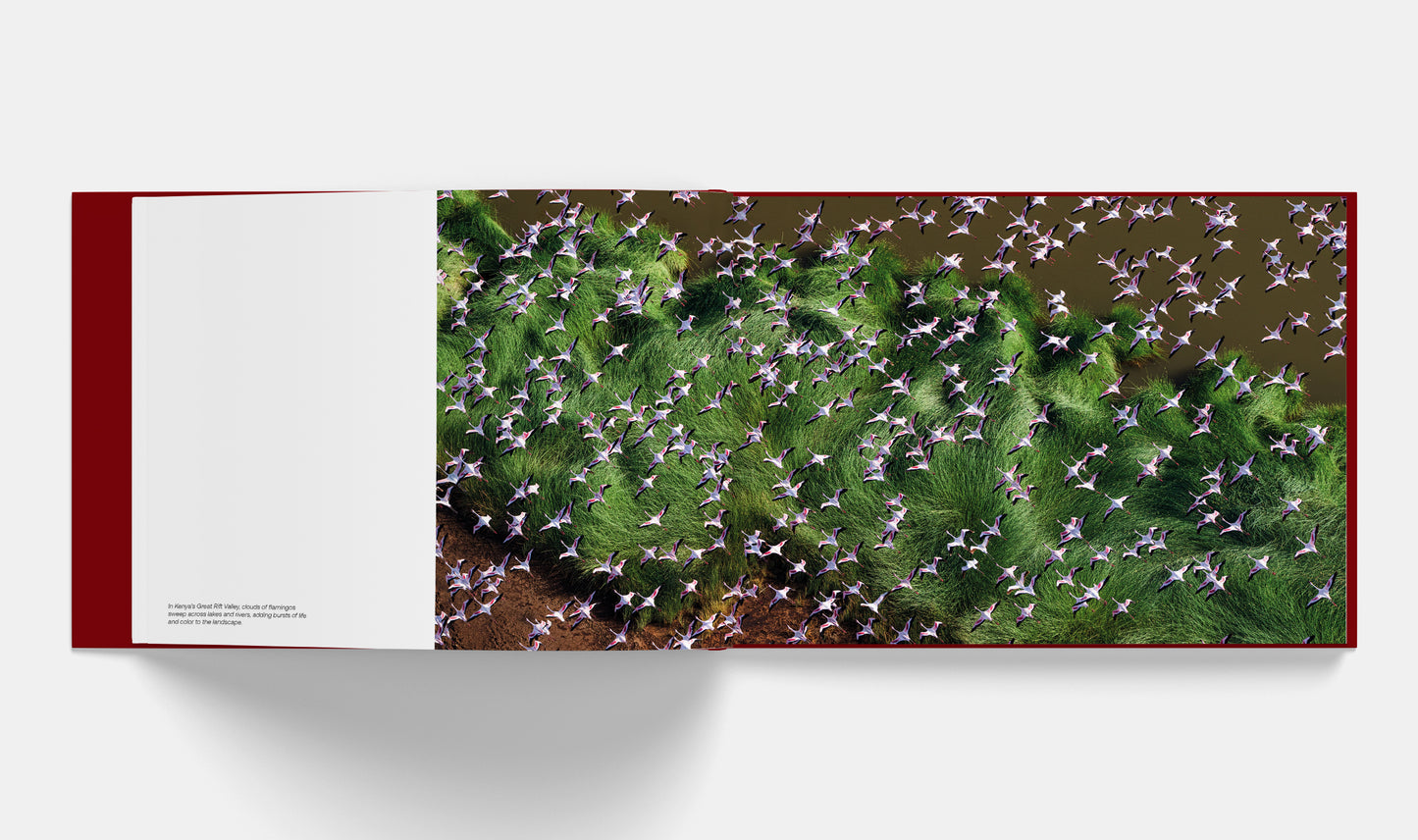 Patterns: Art of the Natural World | Signed copy