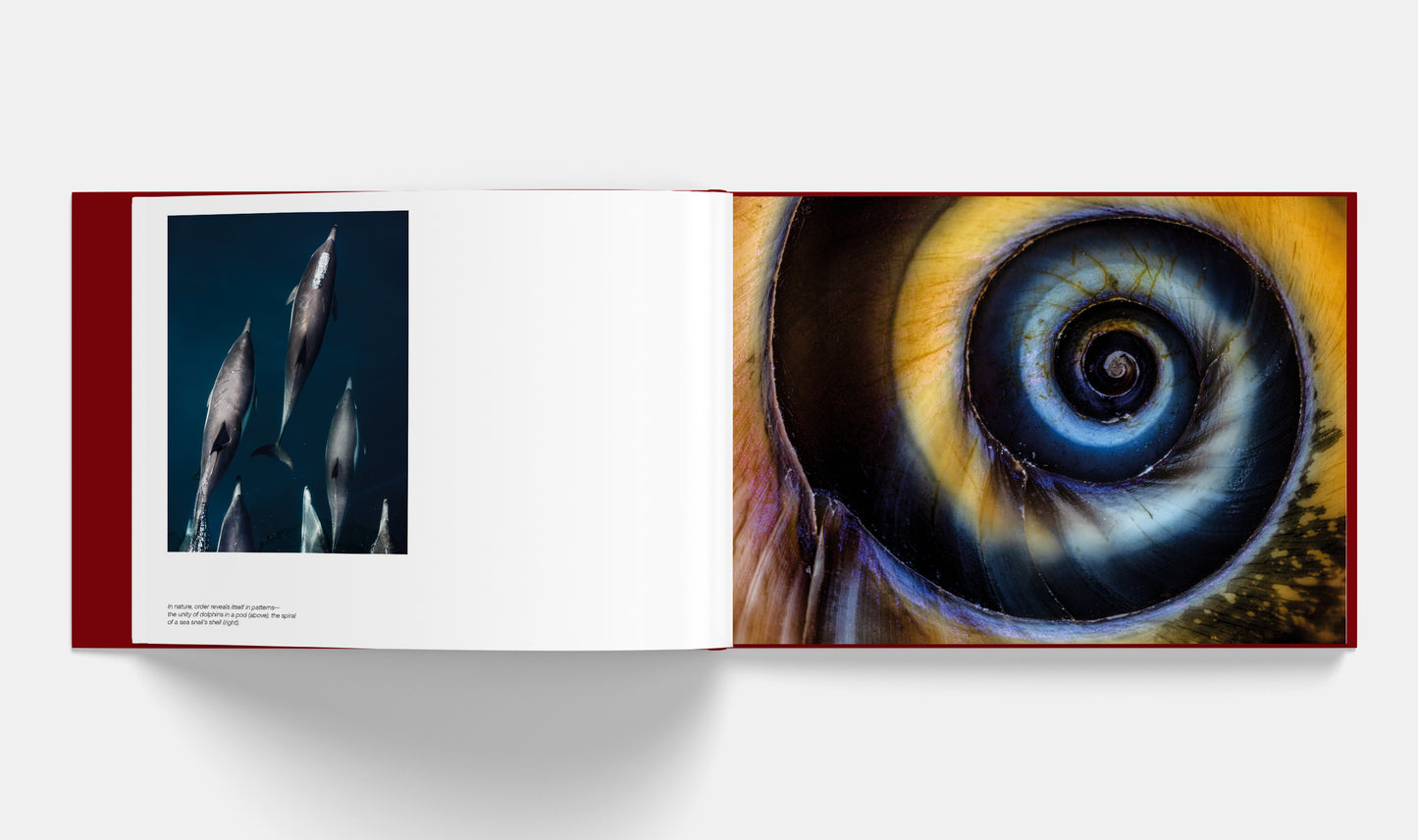 Patterns: Art of the Natural World | Signed copy