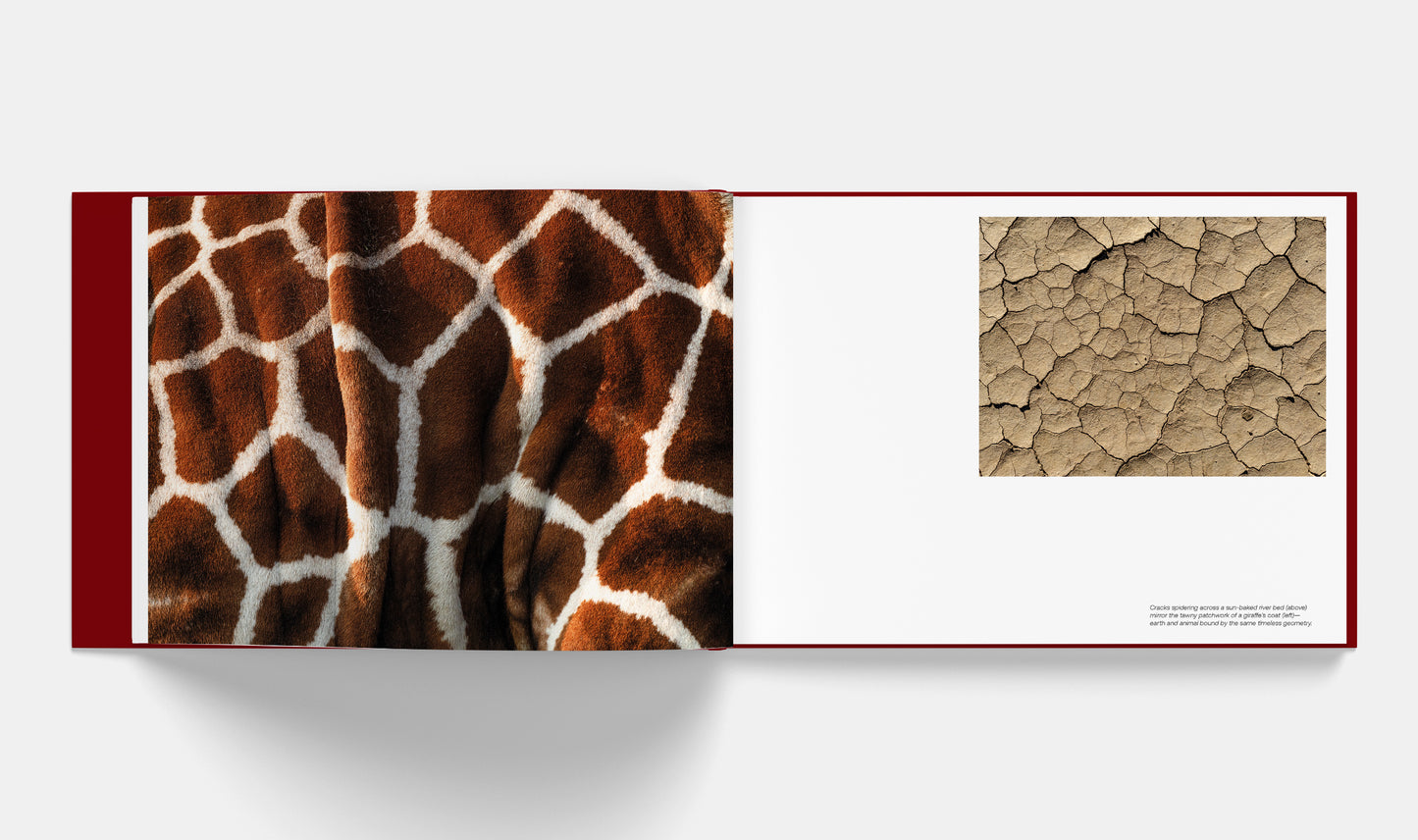 Patterns: Art of the Natural World | Signed copy