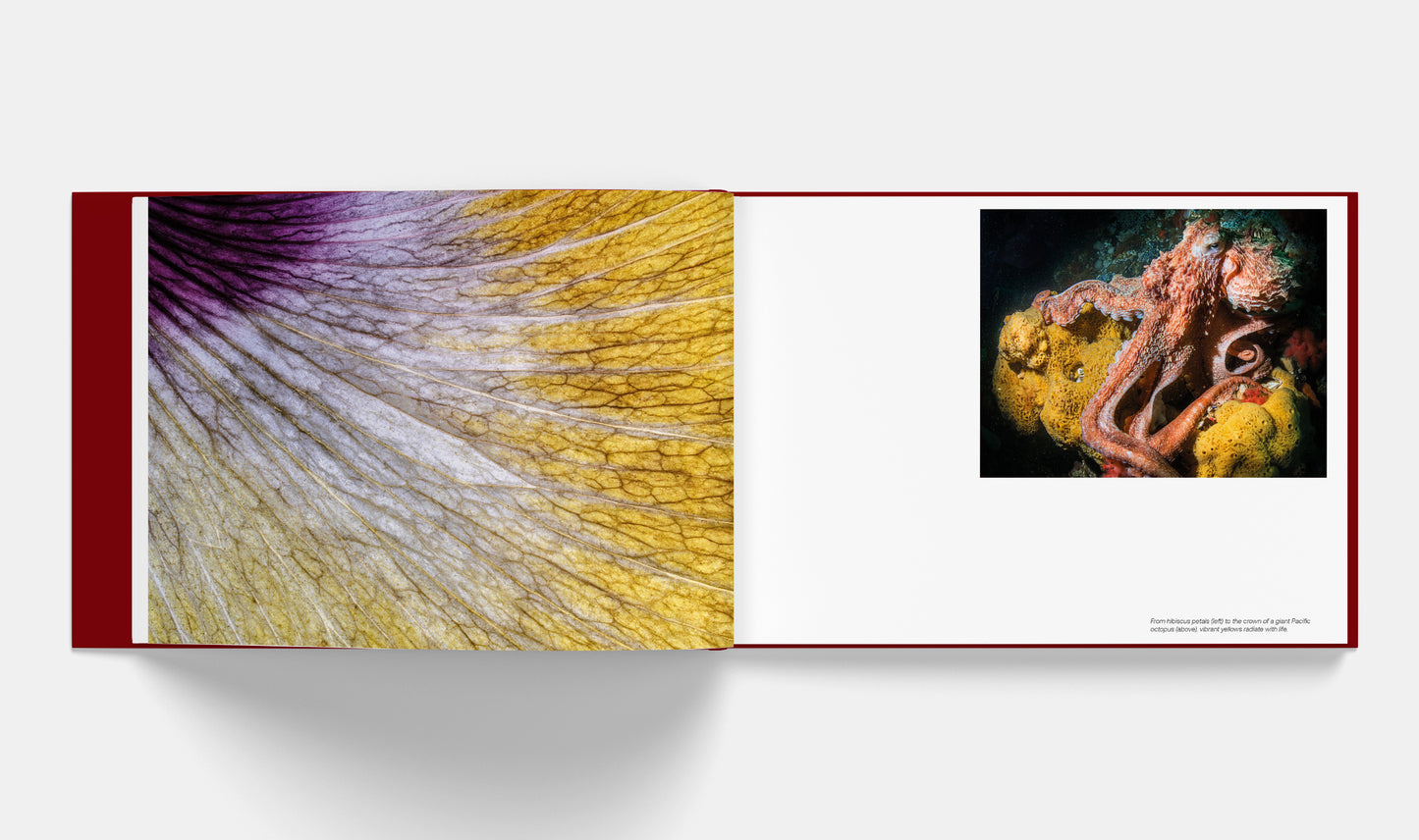 Patterns: Art of the Natural World | Signed copy