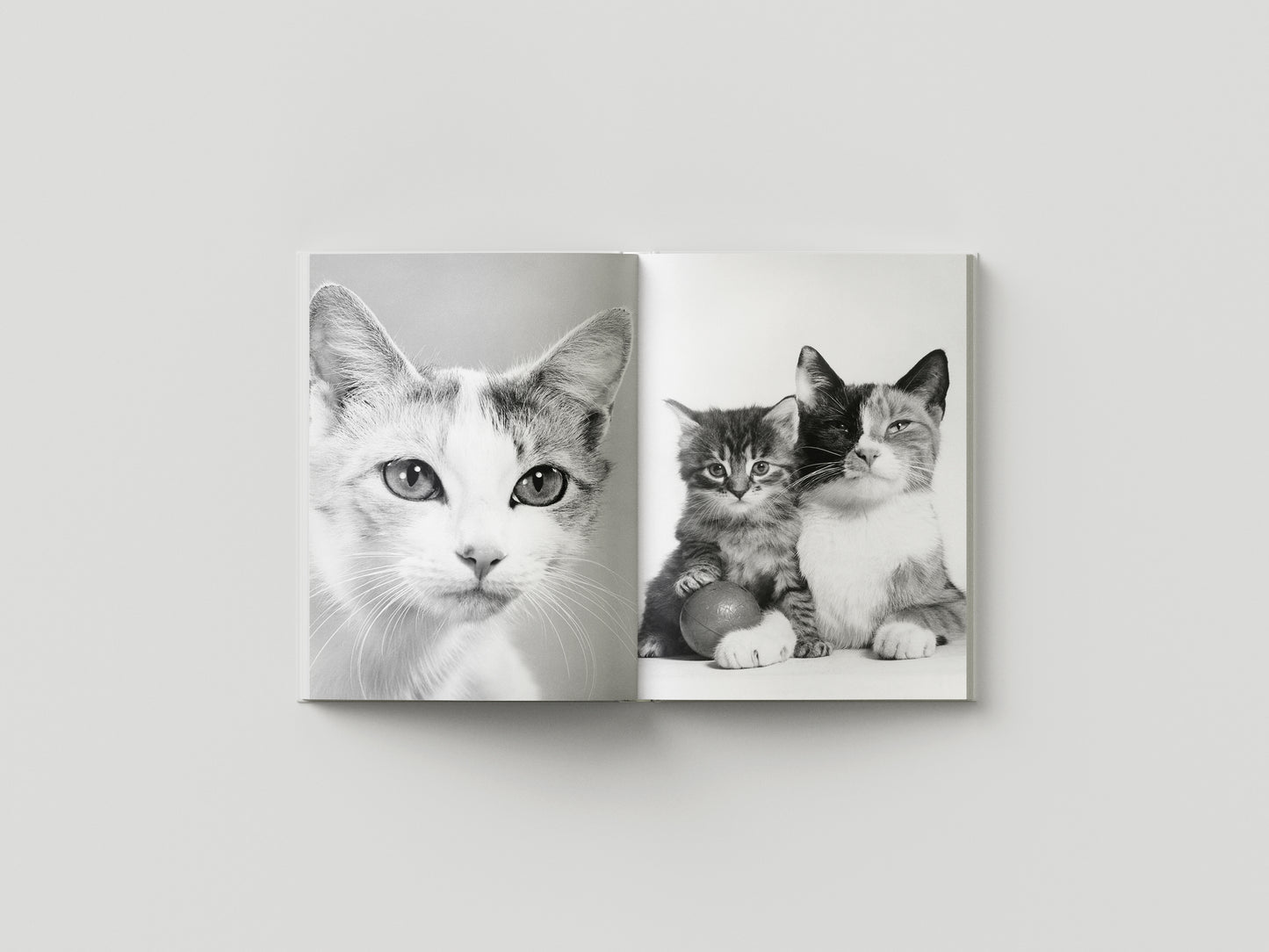 Family Cats from the Archive 1949-1962