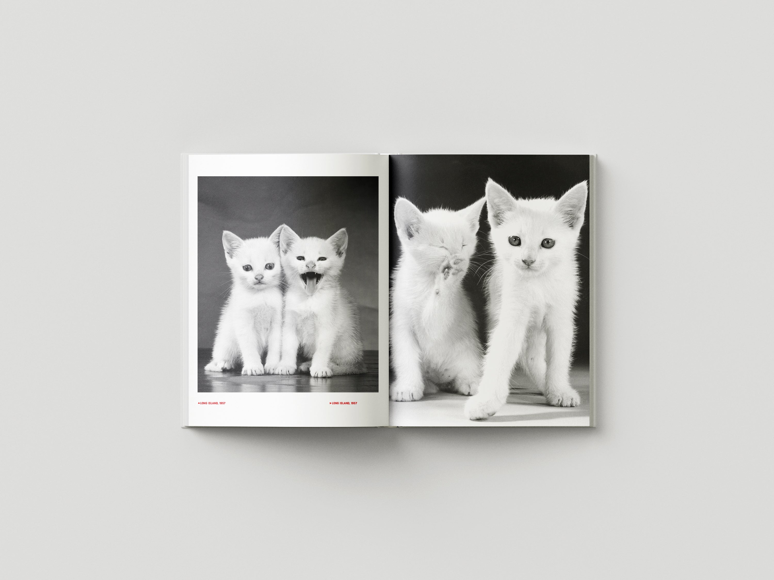 Family Cats from the Archive 1949-1962 – Damiani Books