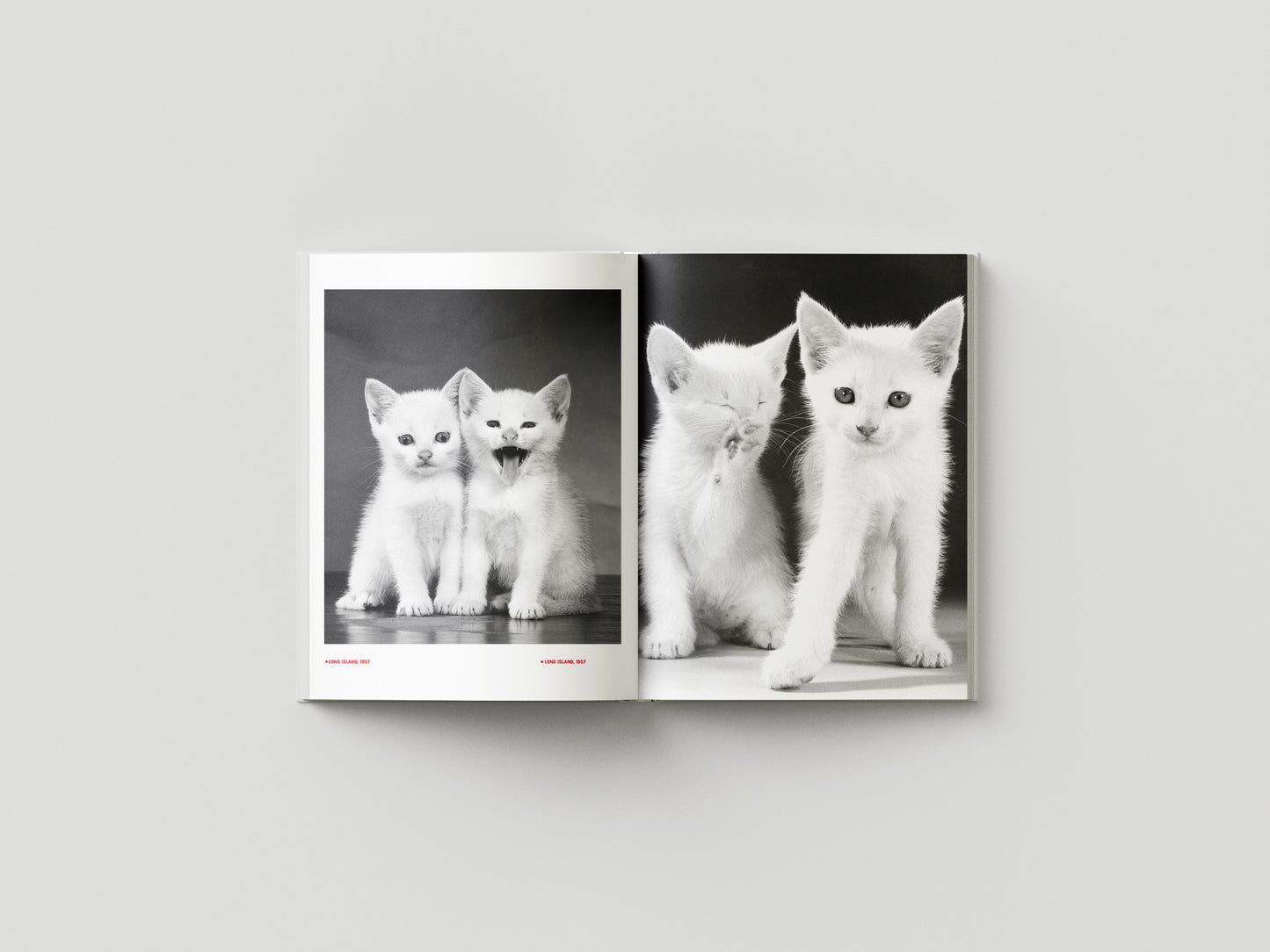 Family Cats from the Archive 1949-1962