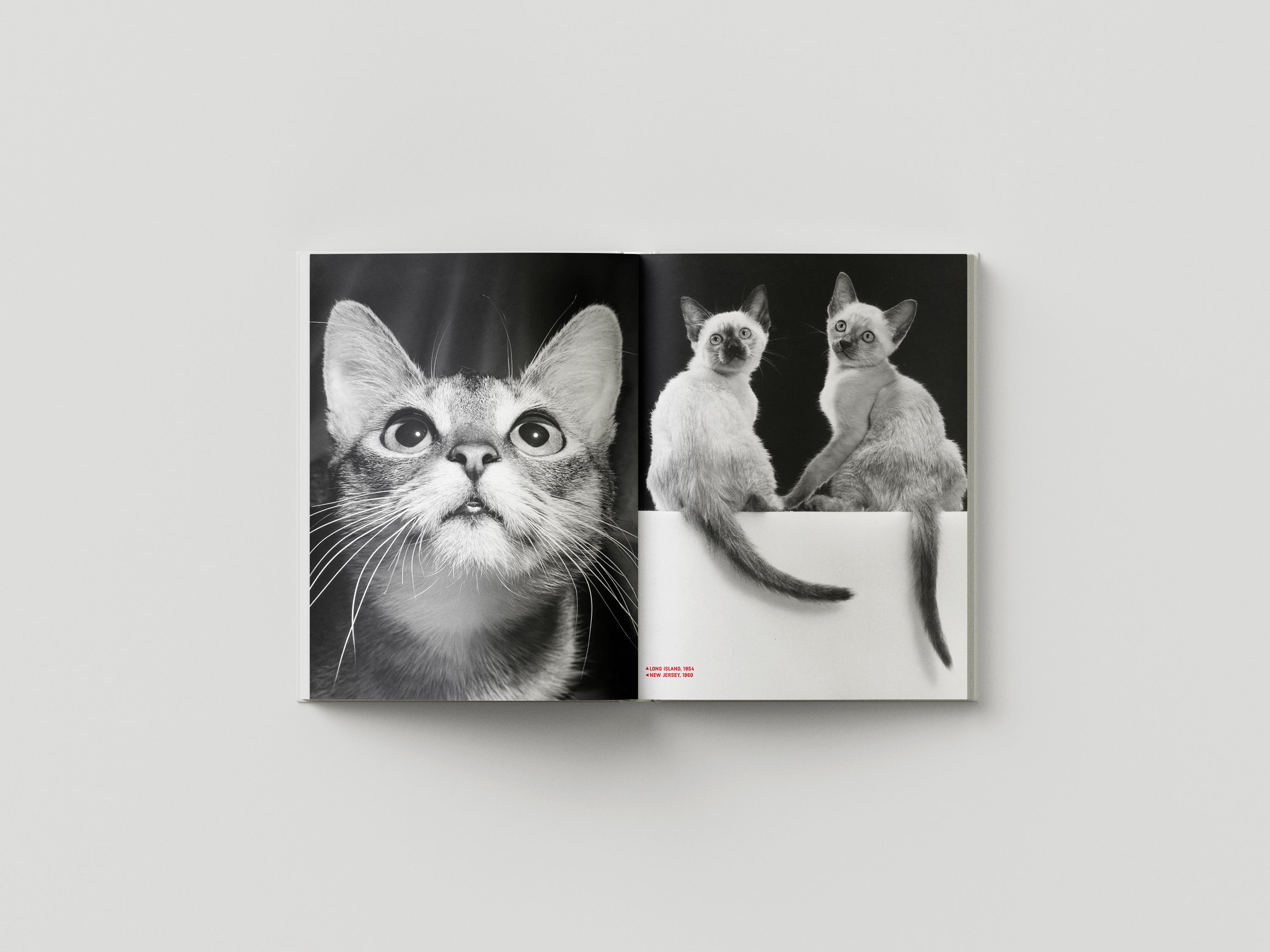 Family Cats from the Archive 1949-1962 – Damiani Books