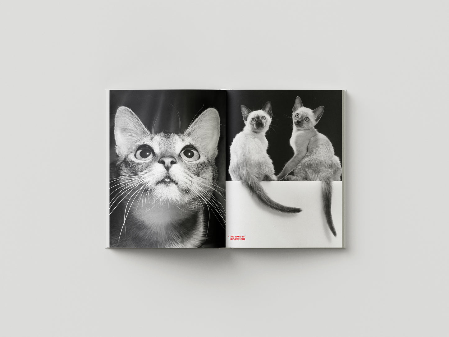 Family Cats from the Archive 1949-1962